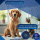 Horn-haft krepp blau 6cm x 20m